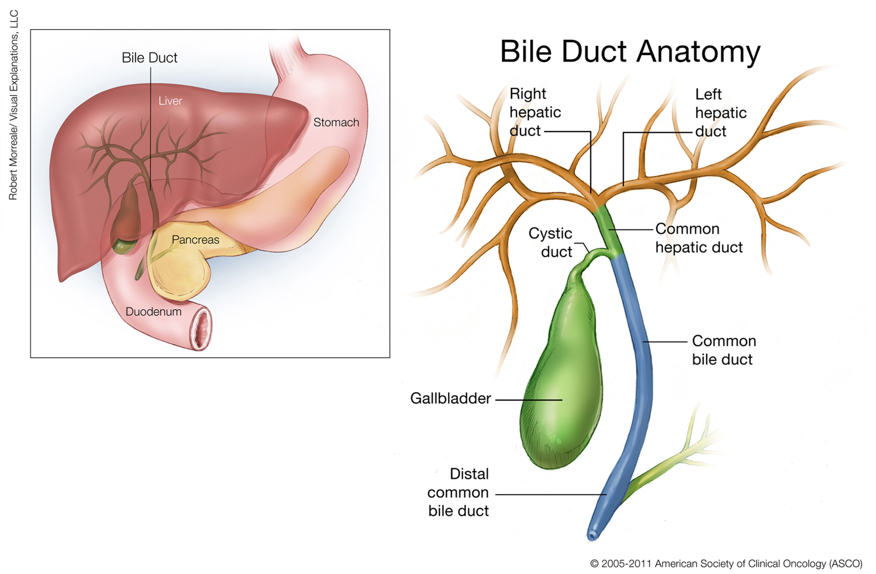 Illustration of the bile duct and surrounding organs. See description for more information.