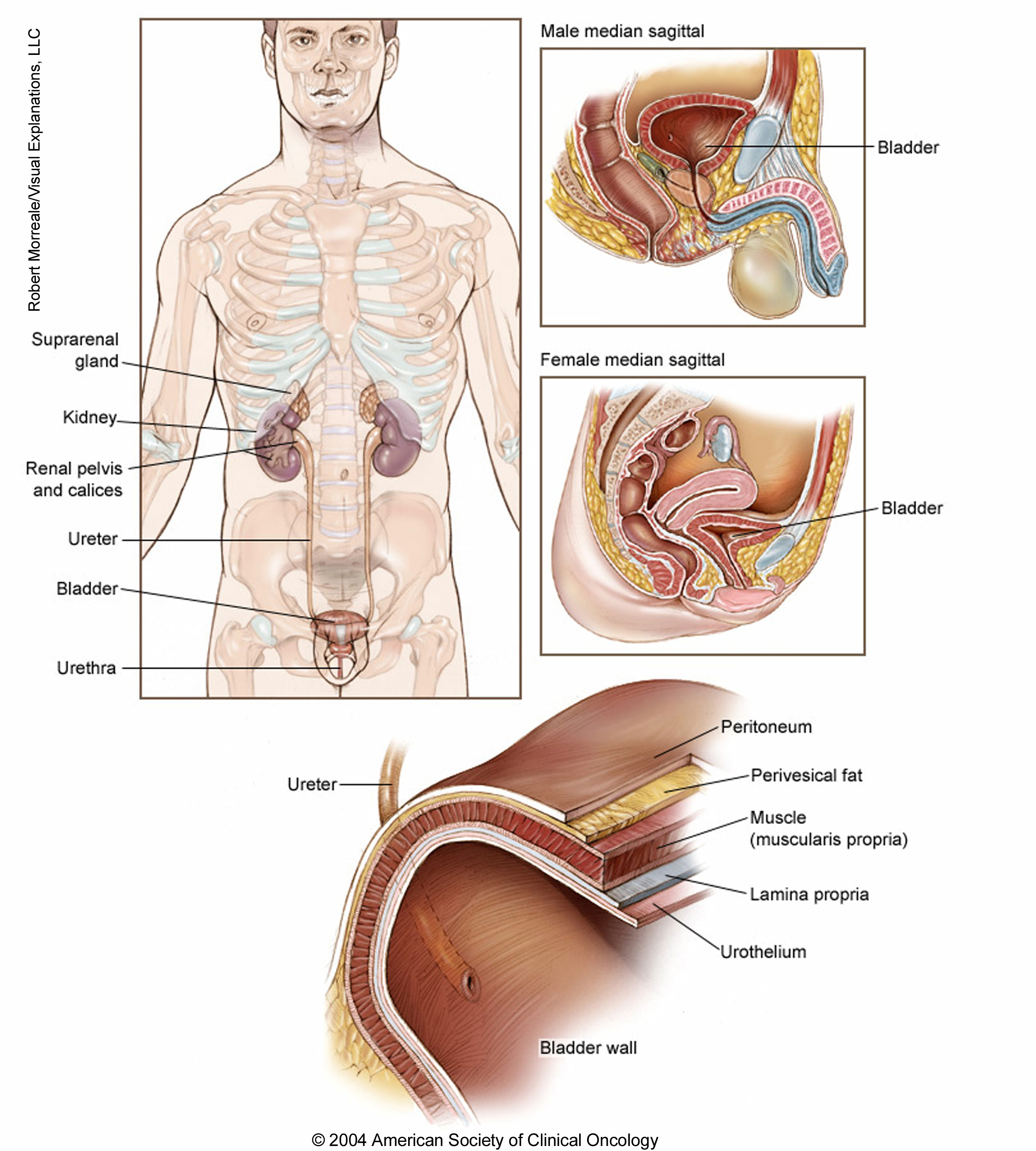 Anatomy of the bladder. See description for more information.