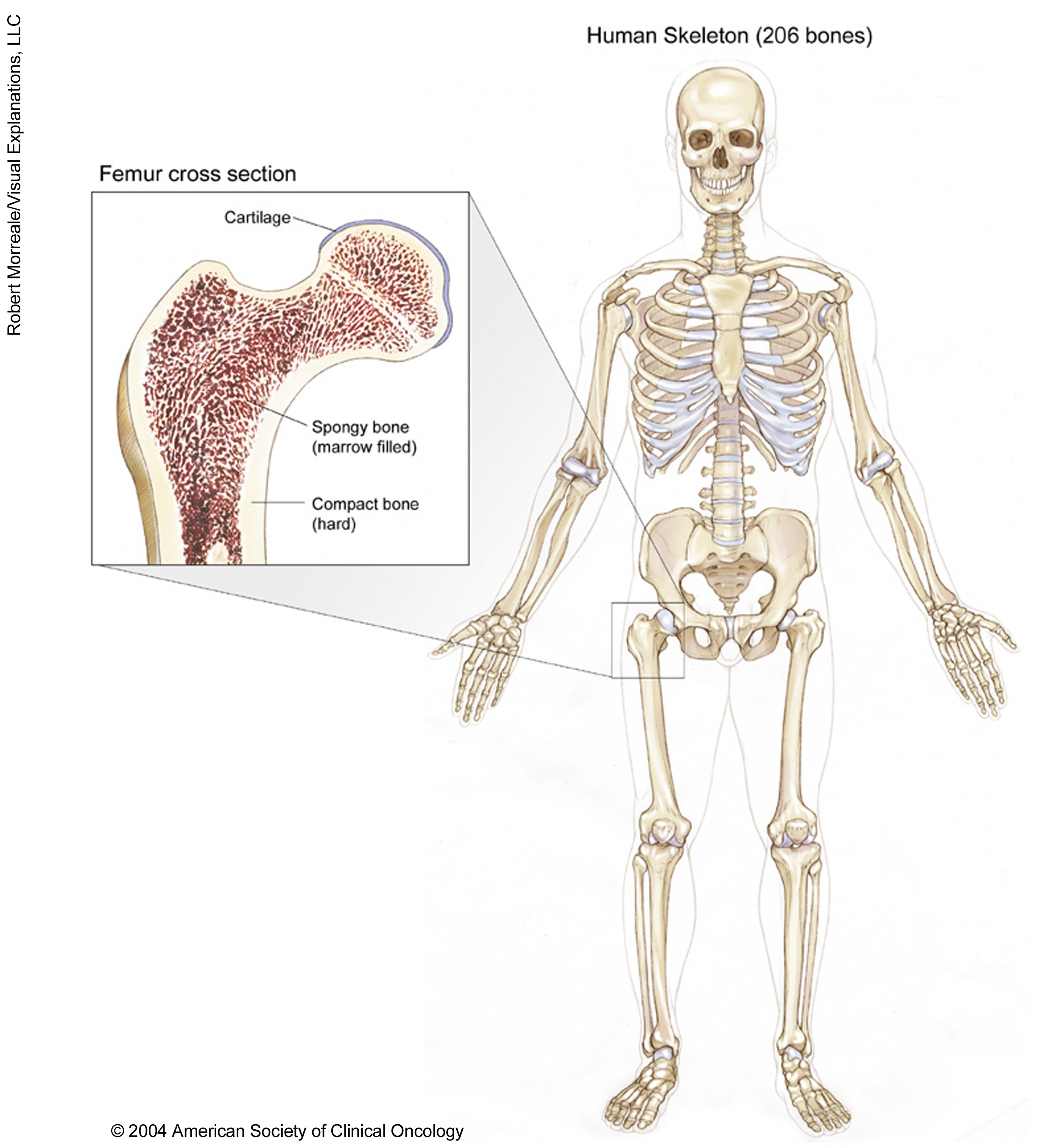 The skeletal system and a cross-section of the femur. See description for more information.