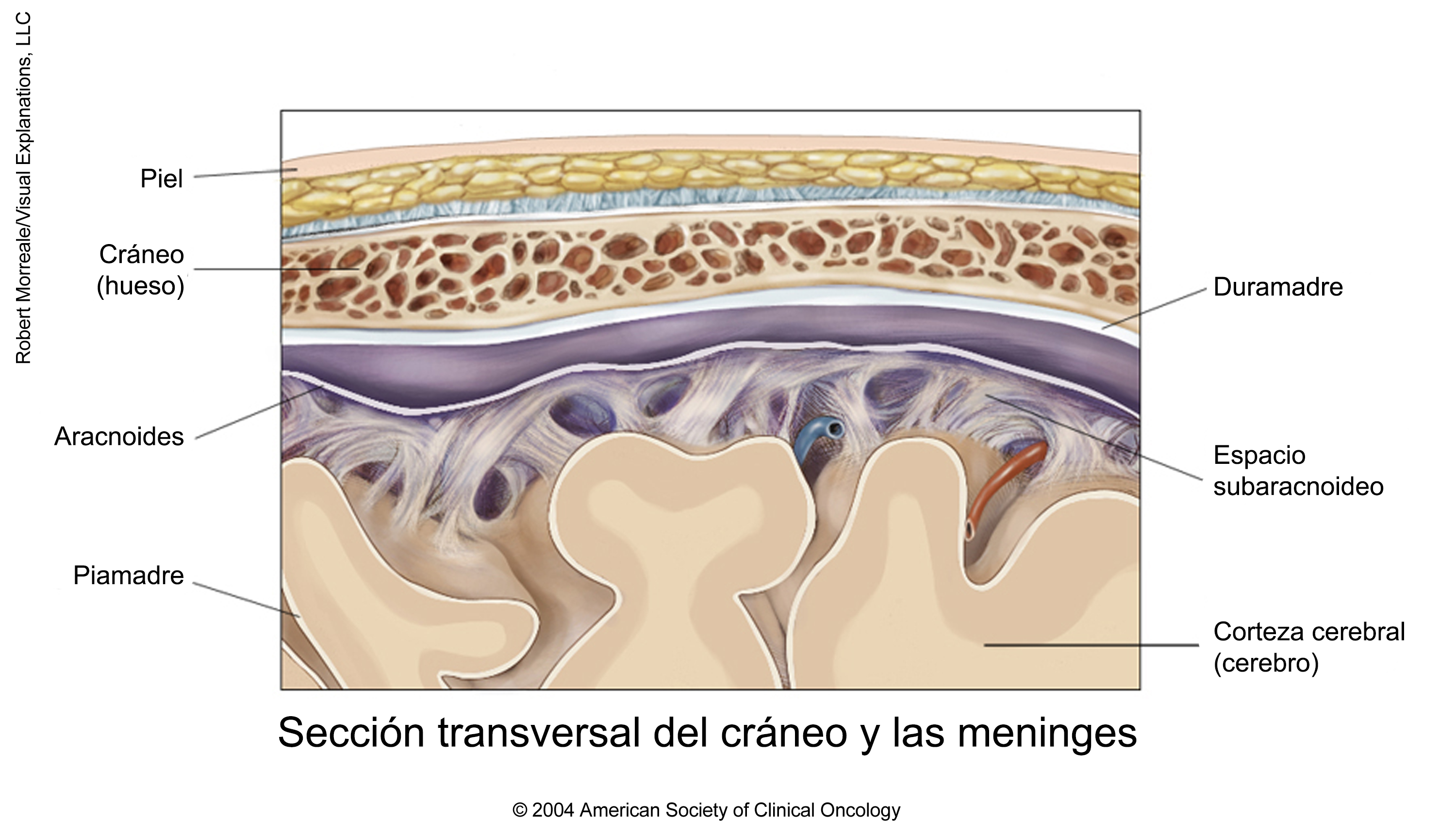 Sección transversal del cráneo y las meninges