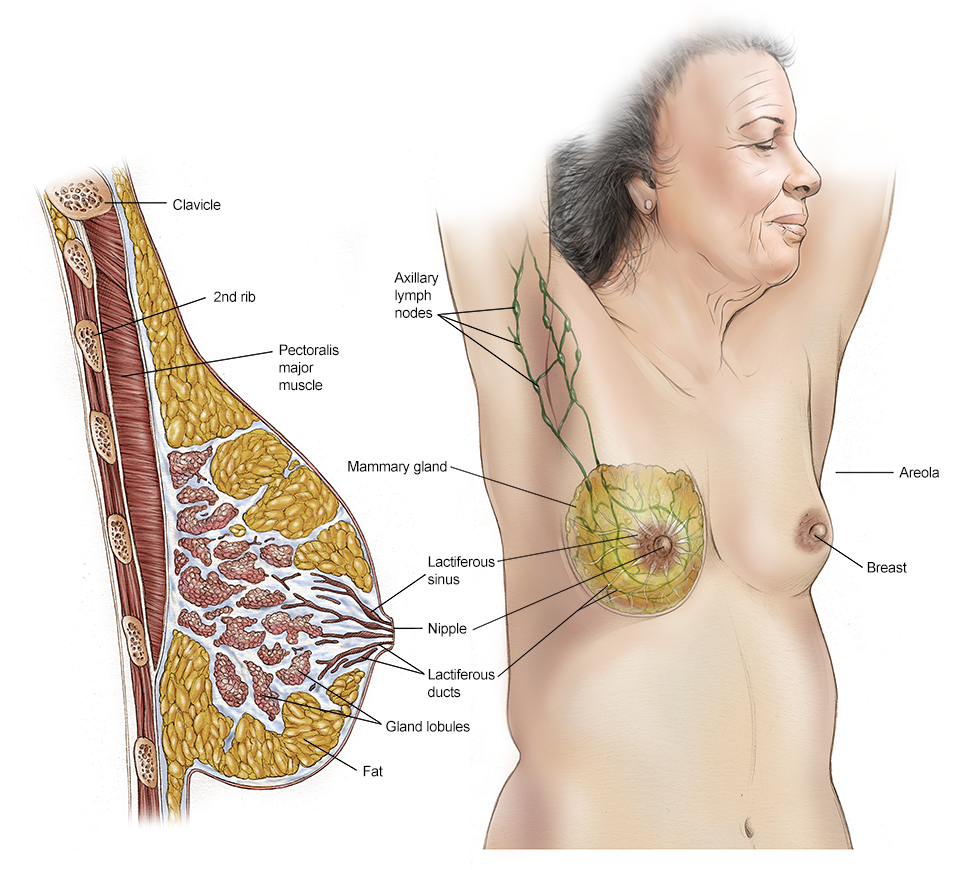 Illustration of the breast and tissue. See description