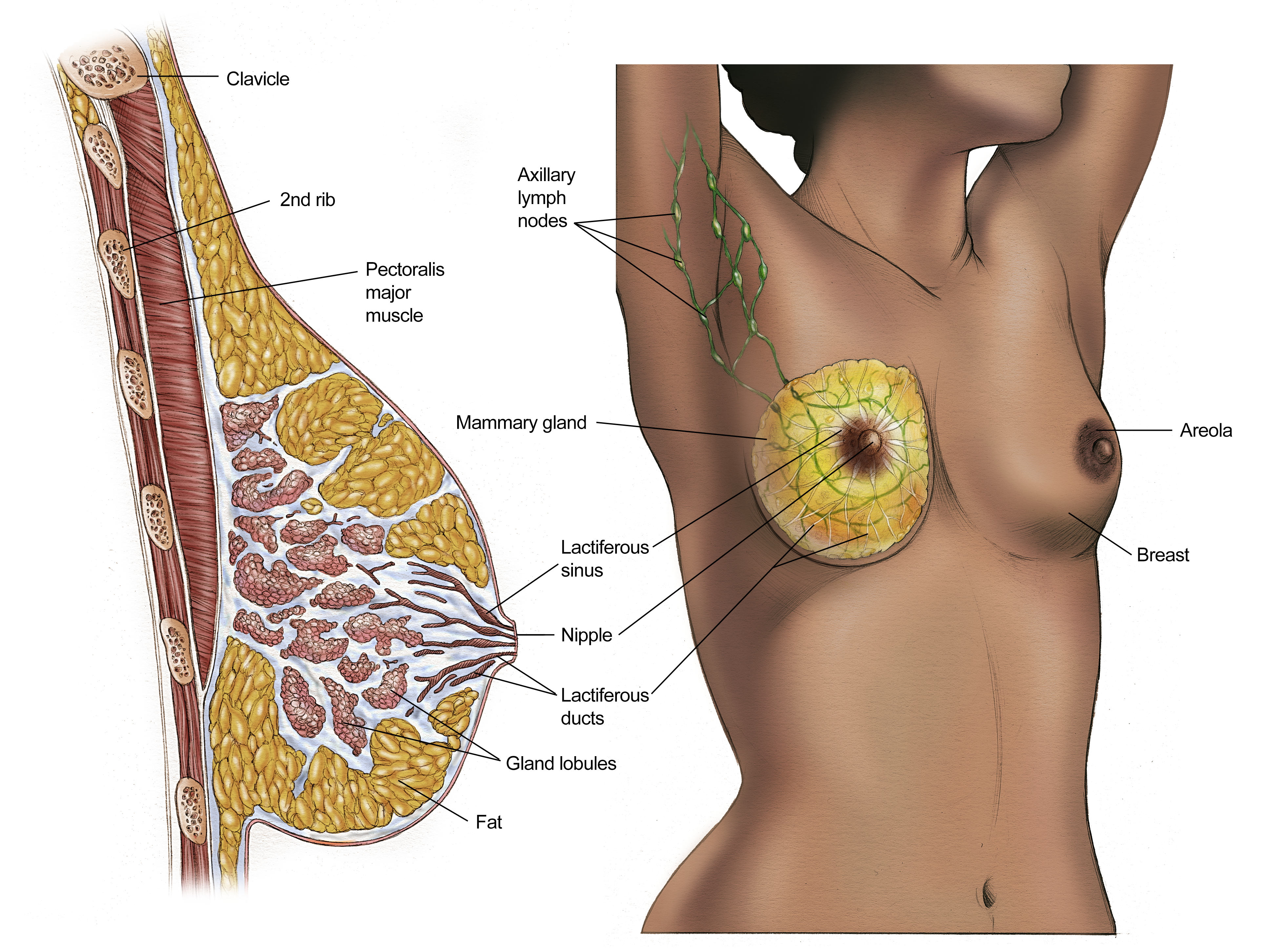 Illustration of breast tissue shown on a Black woman