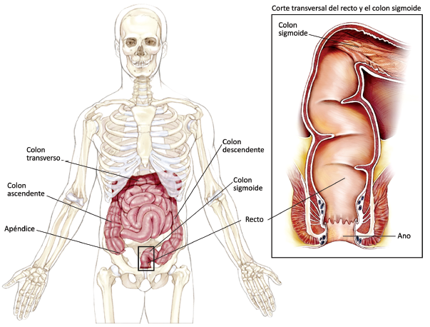 Esta ilustración muestra las 5 secciones del colon y del recto. El colon ascendente es el inicio del intestino grueso en el que se vacía el intestino delgado; comienza en el lado inferior derecho del abdomen y termina en el colon transverso. El colon transverso cruza la parte superior del abdomen de derecha a izquierda y termina en el colon descendente, que lleva los desechos hacia el lado izquierdo. Finalmente, el colon sigmoide, ubicado en la parte final, conduce los excrementos unas pulgadas más abajo hacia el recto. Un corte transversal del recto y del colon sigmoide muestra dónde se depositan los desechos en el cuerpo, a través del ano