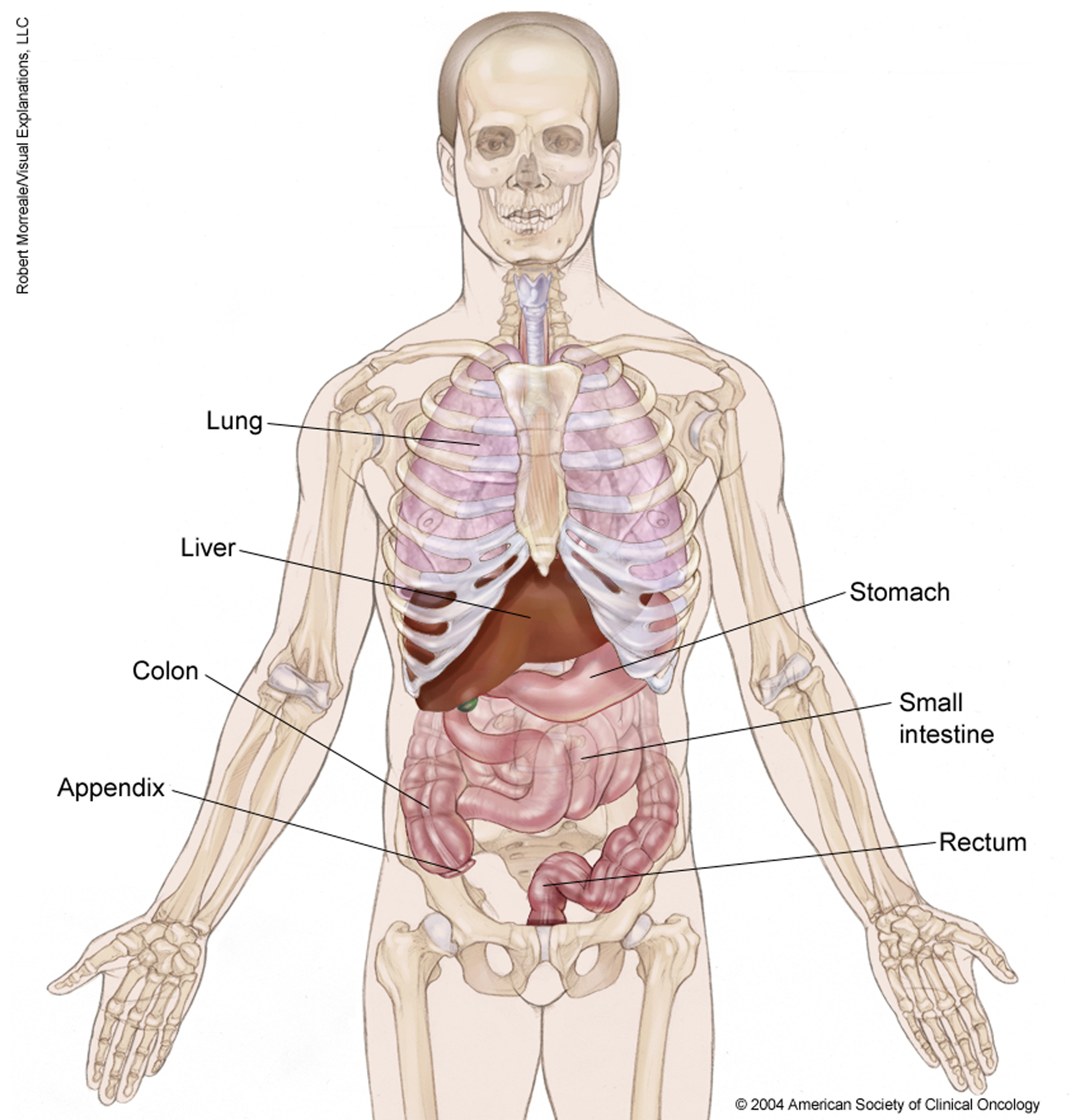 Anatomy of possible sites where carcinoid tumors can occur. See description for more information. 