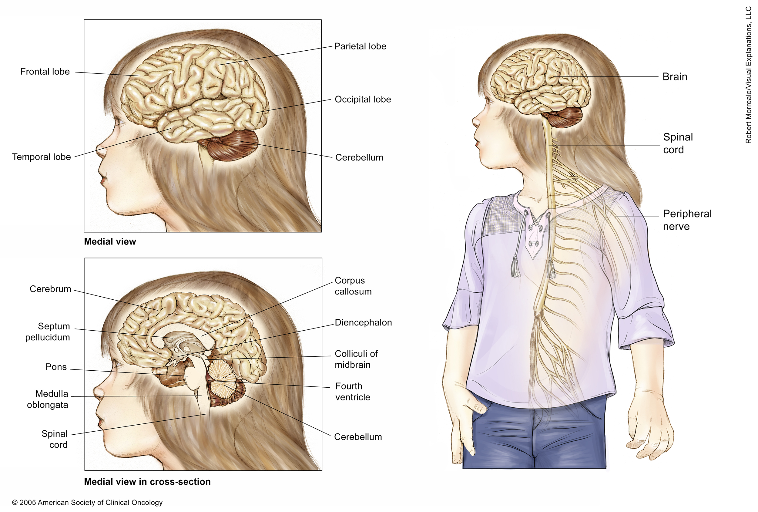 Central Nervous System Diagram - How The Peripheral ...