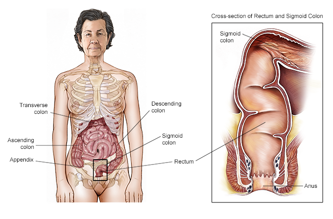 Illustration of the colon and rectum in the body. 