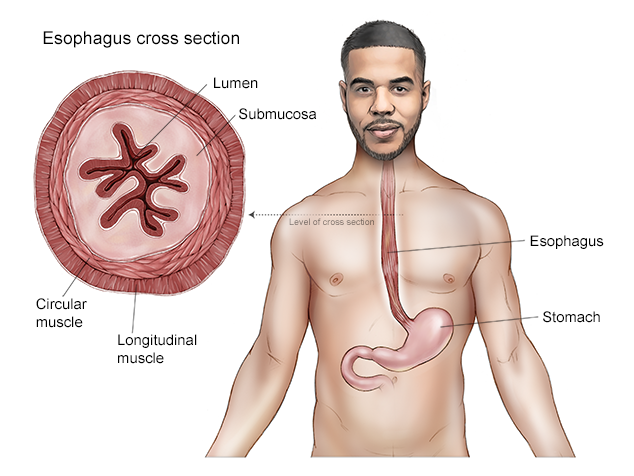 Illustration of the esophagus in the body.