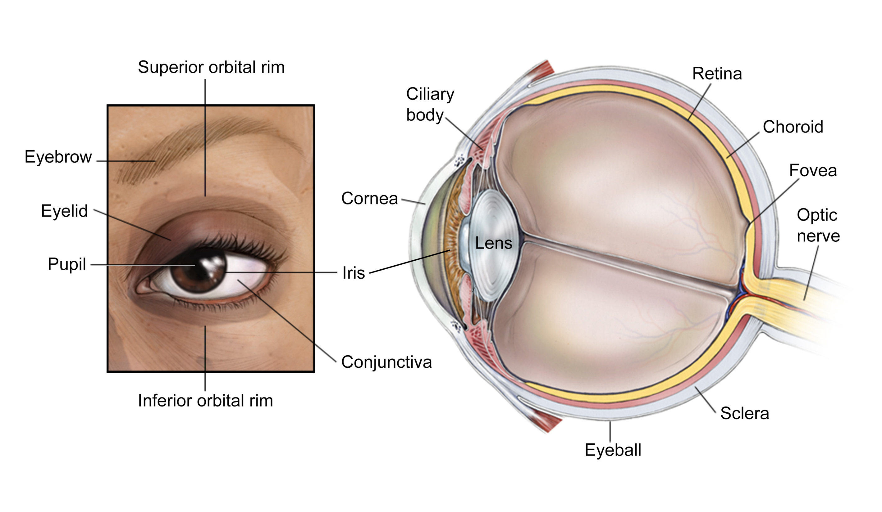 illustration of eye and eyeball