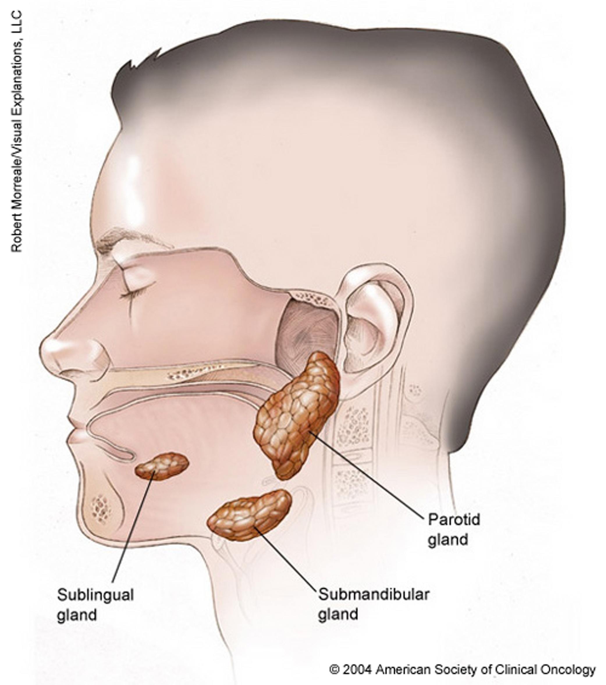Illustration of salivary glands. See description for more information. 