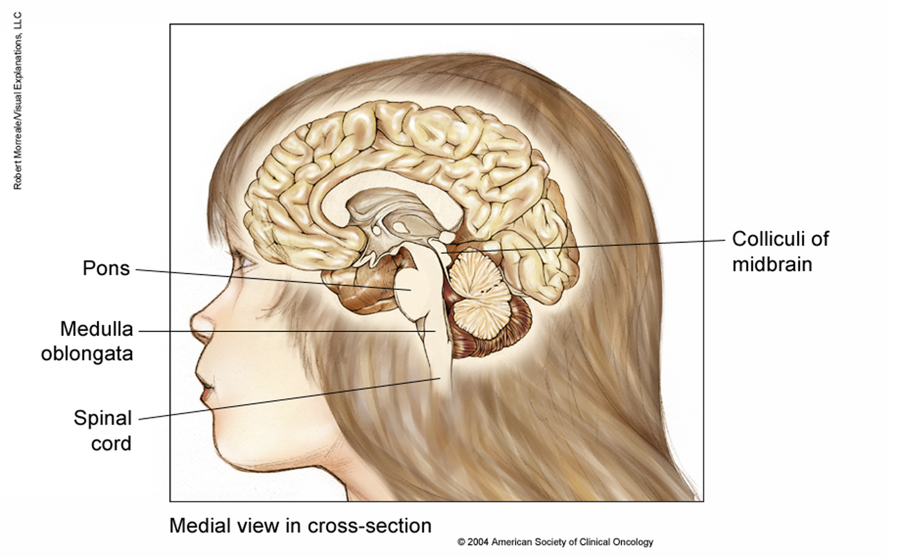 Medial view of the brain of a child in cross-section. See description for more information. 
