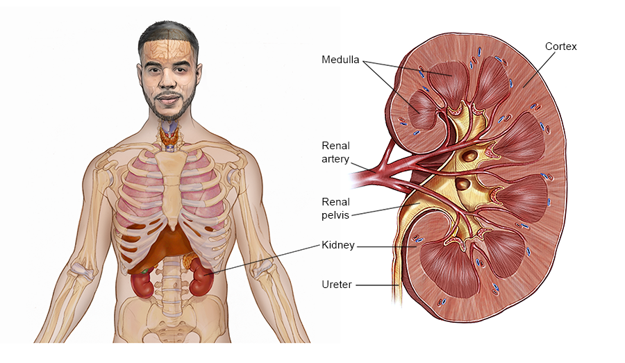 Illustration of the kidneys in the body. See description for more detail.