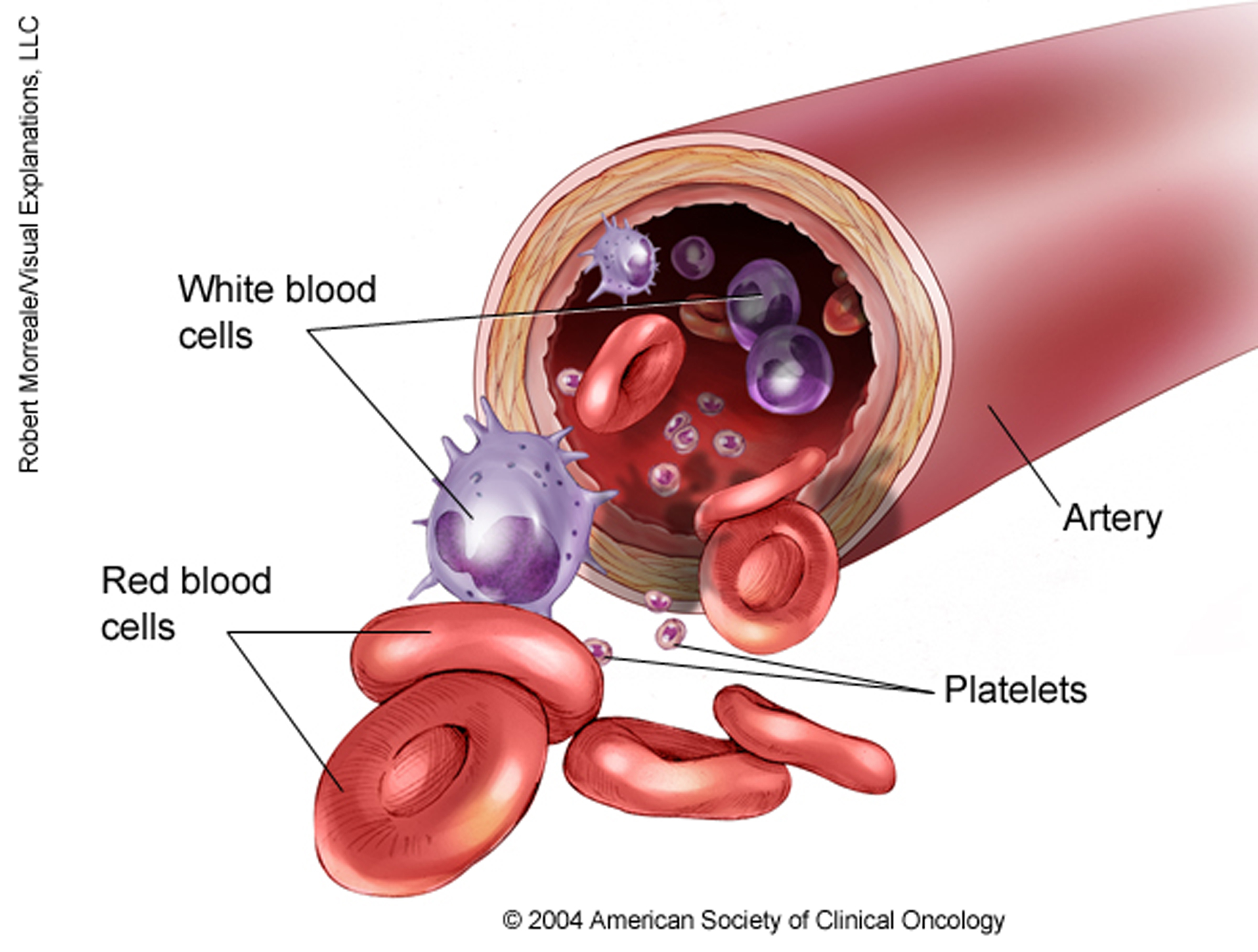  Illustration of the cells in the blood. See description for more information.
