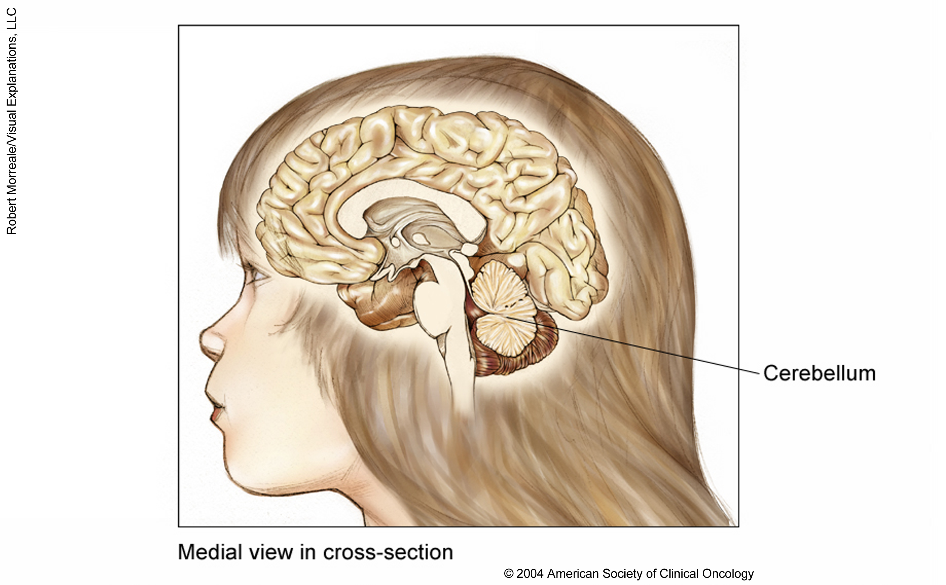 Medial view in cross-section of the brain of a child. See description for more information. 