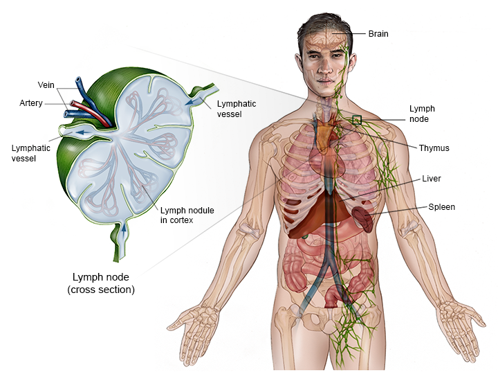  Illustration of the adult lymphatic system.