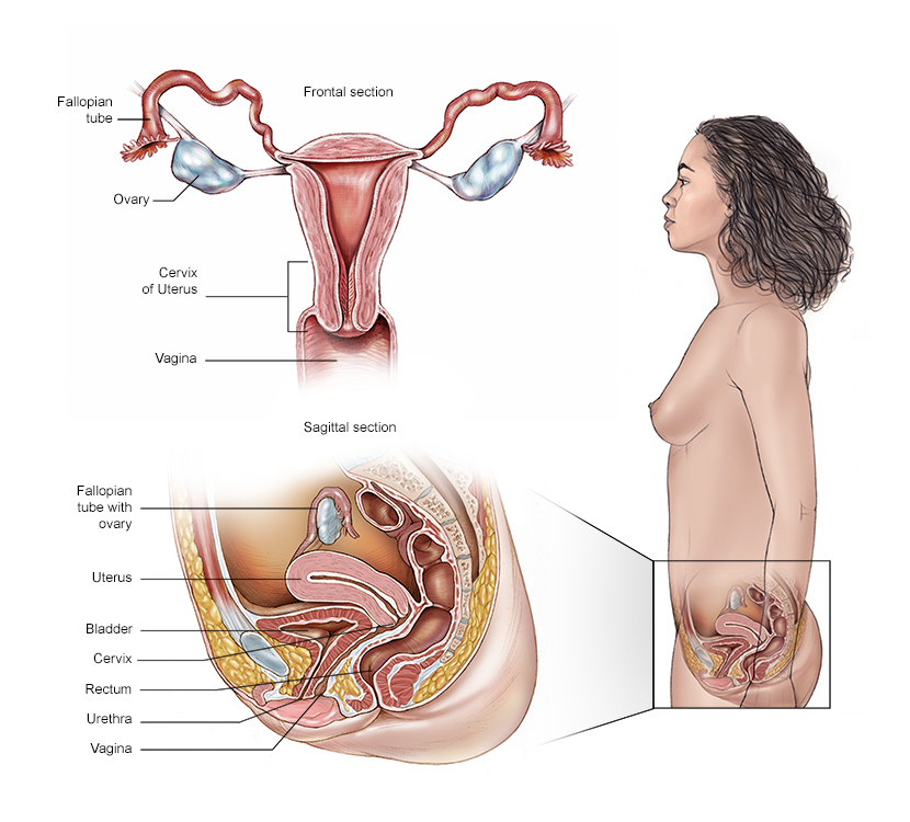 Illustration of the anatomy of the female reproductive system.