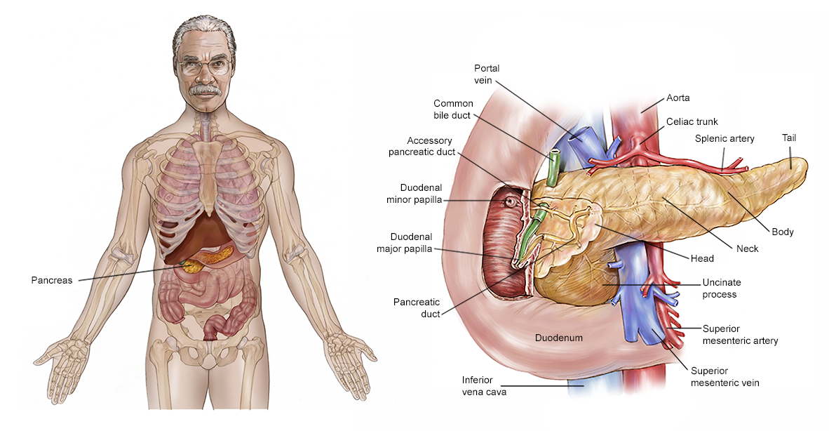 Illustration of the pancreas in the body