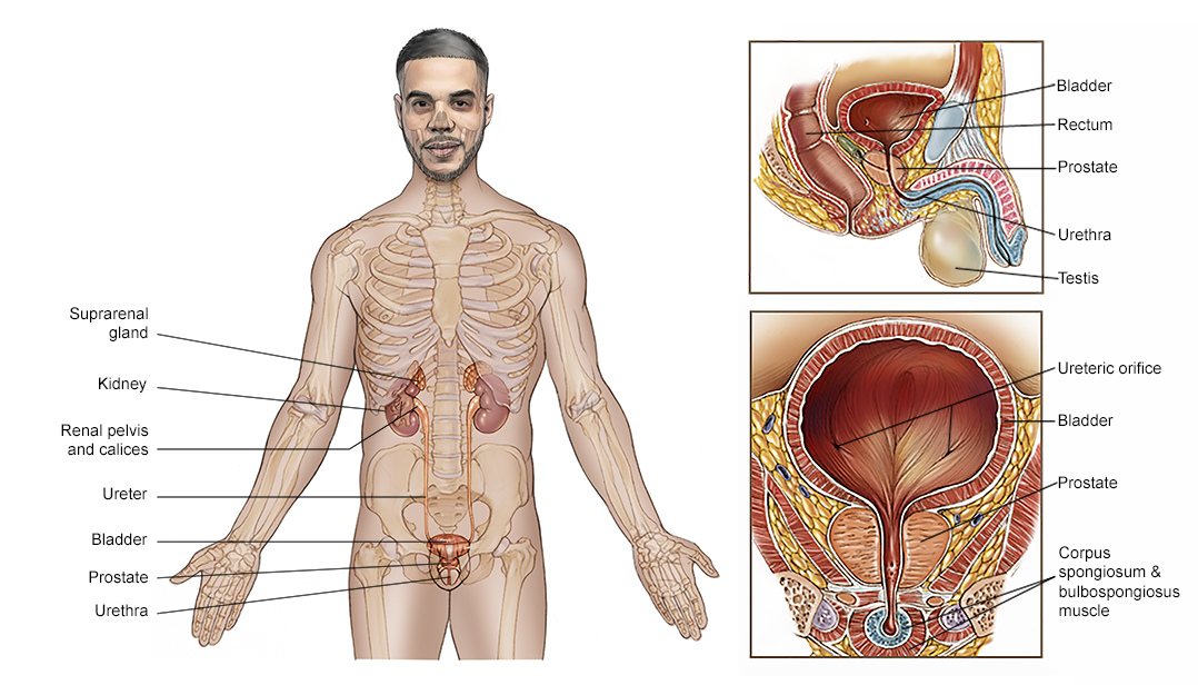 Illustration of the prostate and genitourinary system