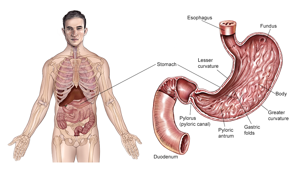 Illustration of the stomach