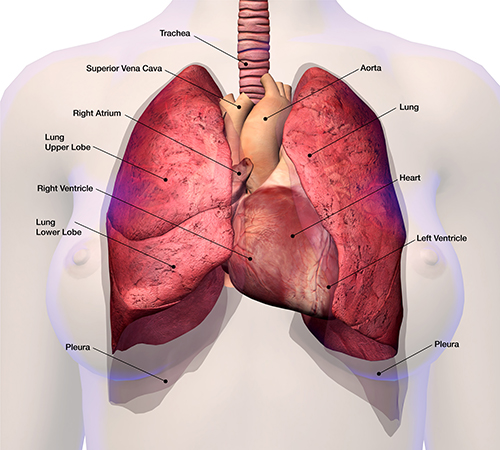 Illustration showing the anatomy of the heart and lungs.