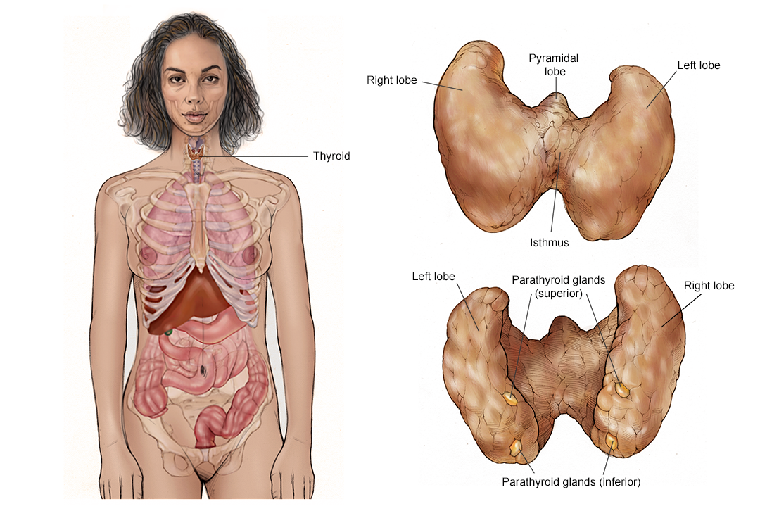 Illustration of the thyroid glands in the body