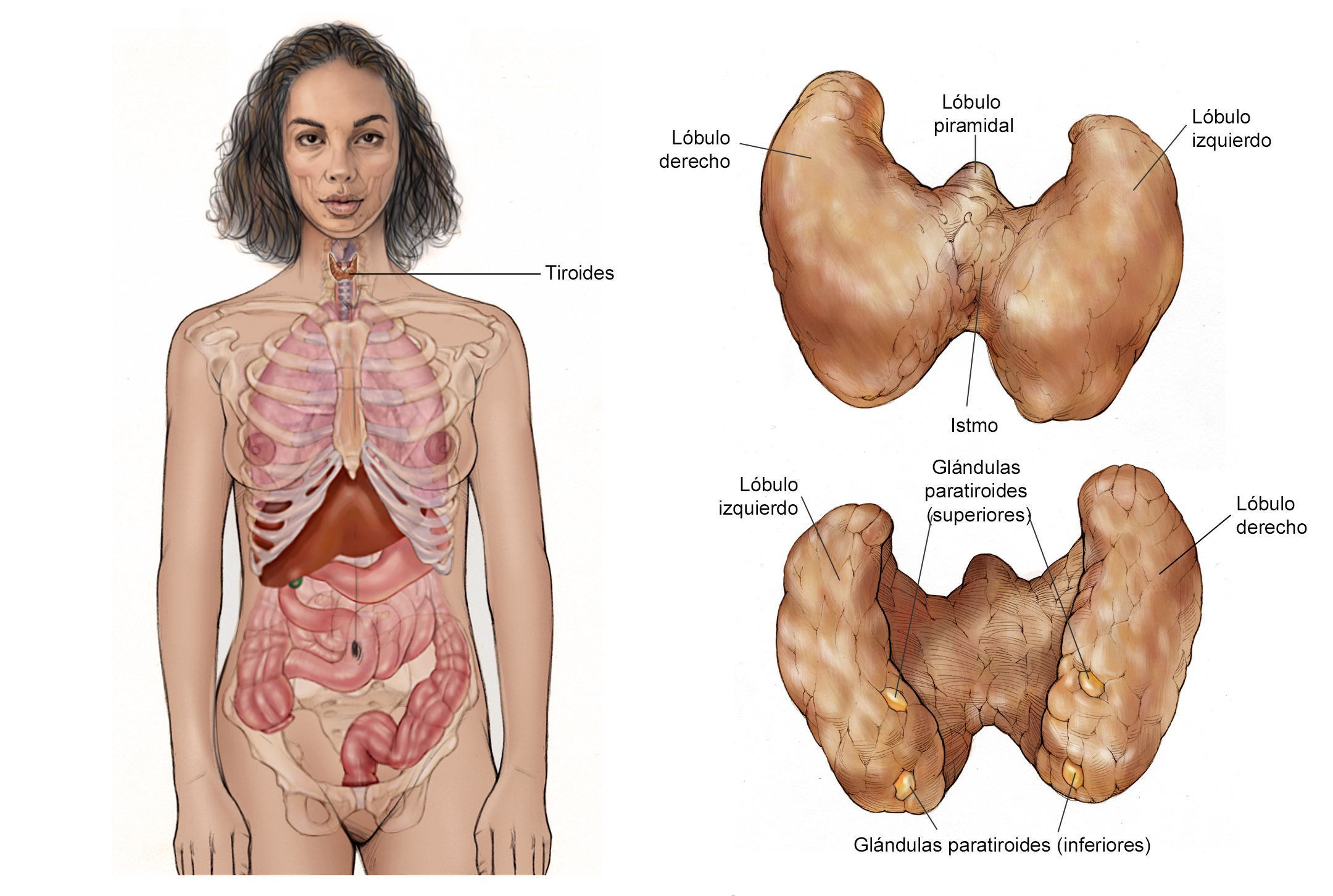 Cáncer de tiroides: Ilustraciones médicas | Cancer.Net