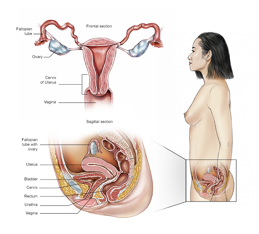 What Is Uterus
