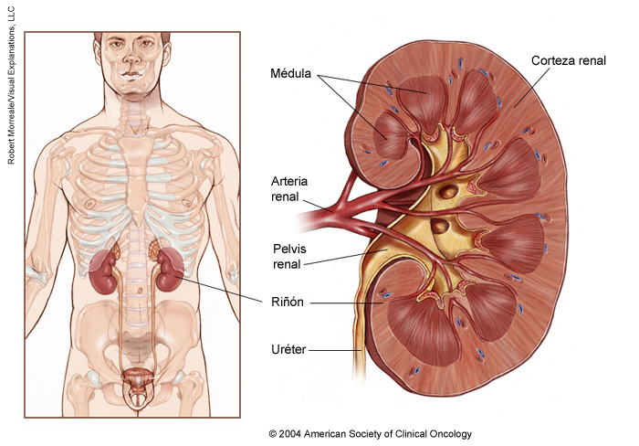 Ilustracion médica de riñón