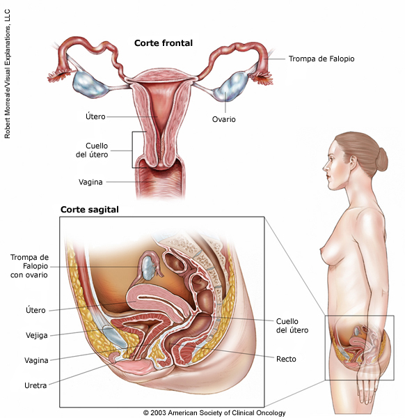 Ilustración de la anatomía del sistema reproductivo femenino.