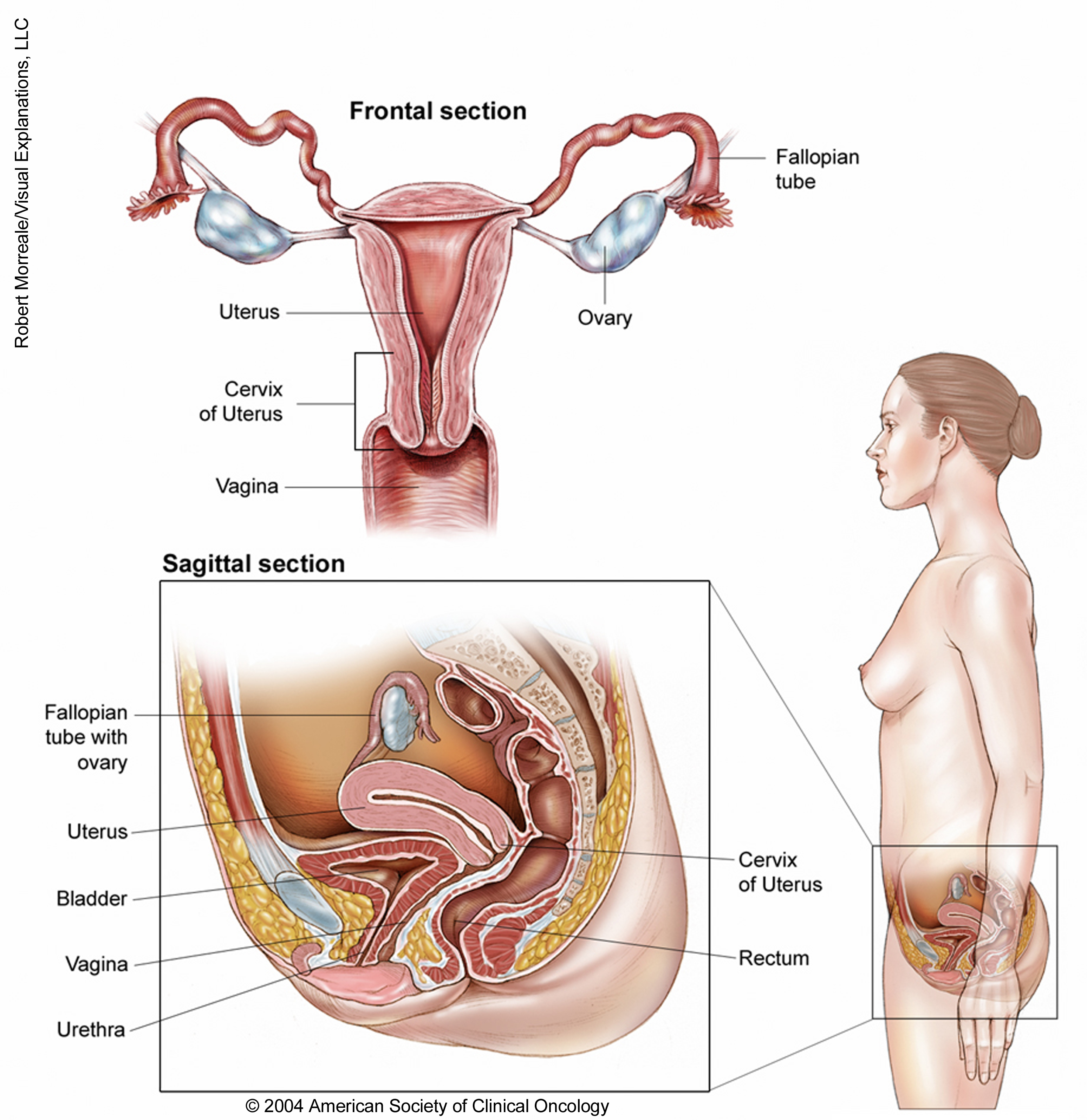 Illustration of the anatomy of the female reproductive system. See description for more information. 