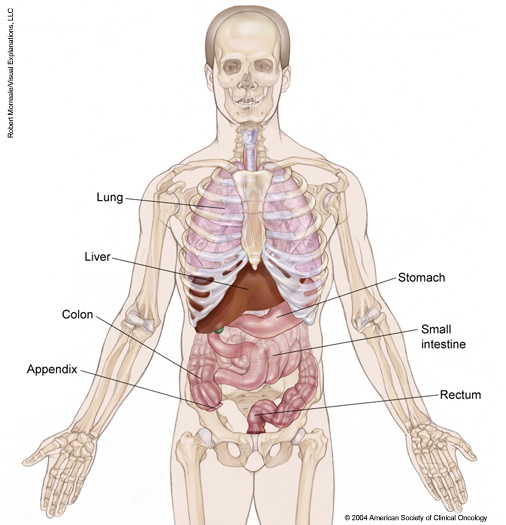 illustration of the body's internal organs